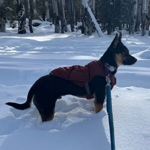 RuffWear Quinzee Dog Puffer Jacket Coat for Dogs XS Maroon